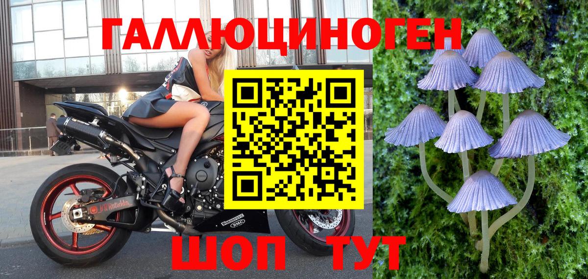 Псилоцибиновые грибы Psilocybine cubensis Великий Новгород